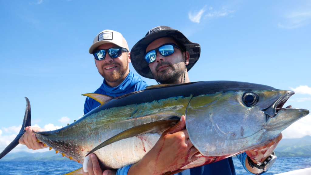 Yellowfin tuna XL Panama Tuna Coast popping July 2024 Sparidae 40kg