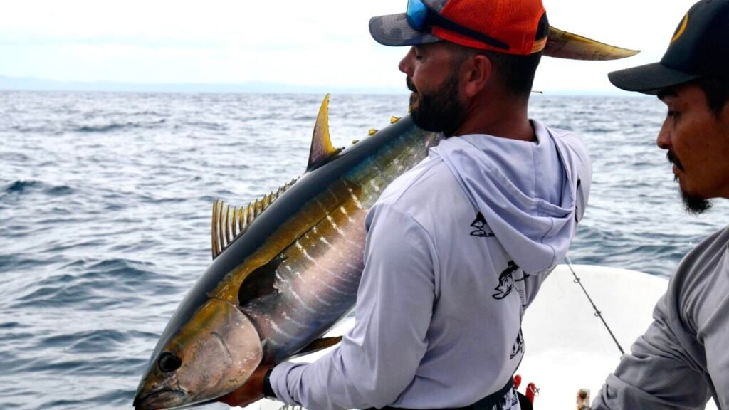 Yellowfin tuna popping 30 fish Panama Tuna Coast July 2025 Vic Sparidae