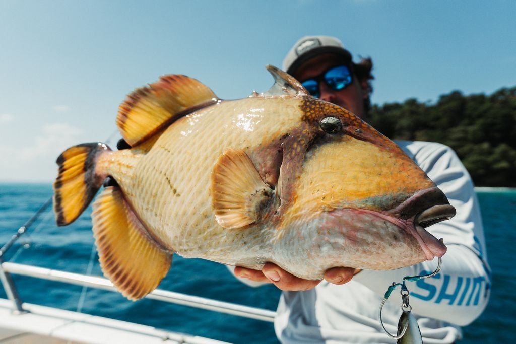 Triggerfish catch Andaman Sparidae fishing expedition